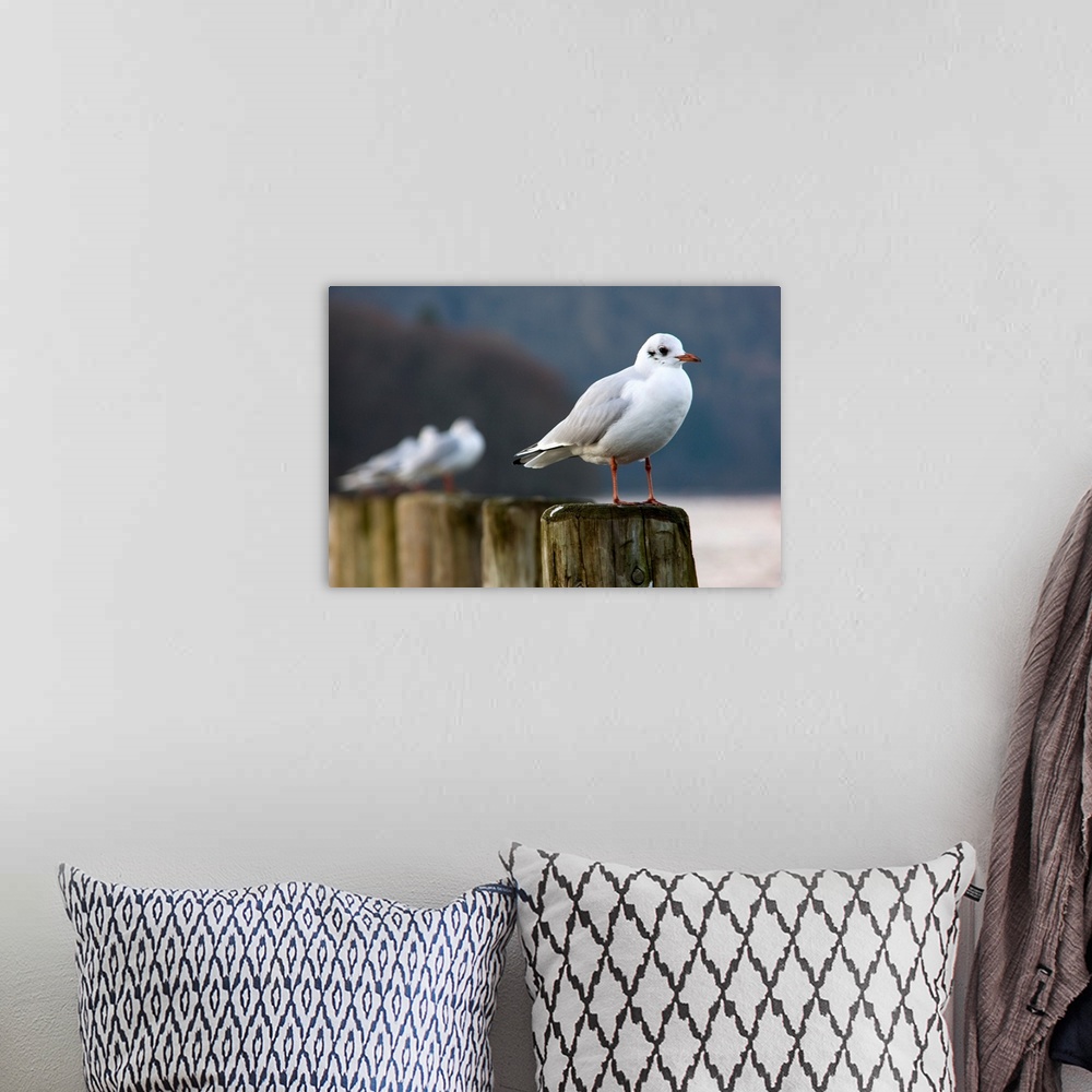 A bohemian room featuring Seagulls Sitting On Posts