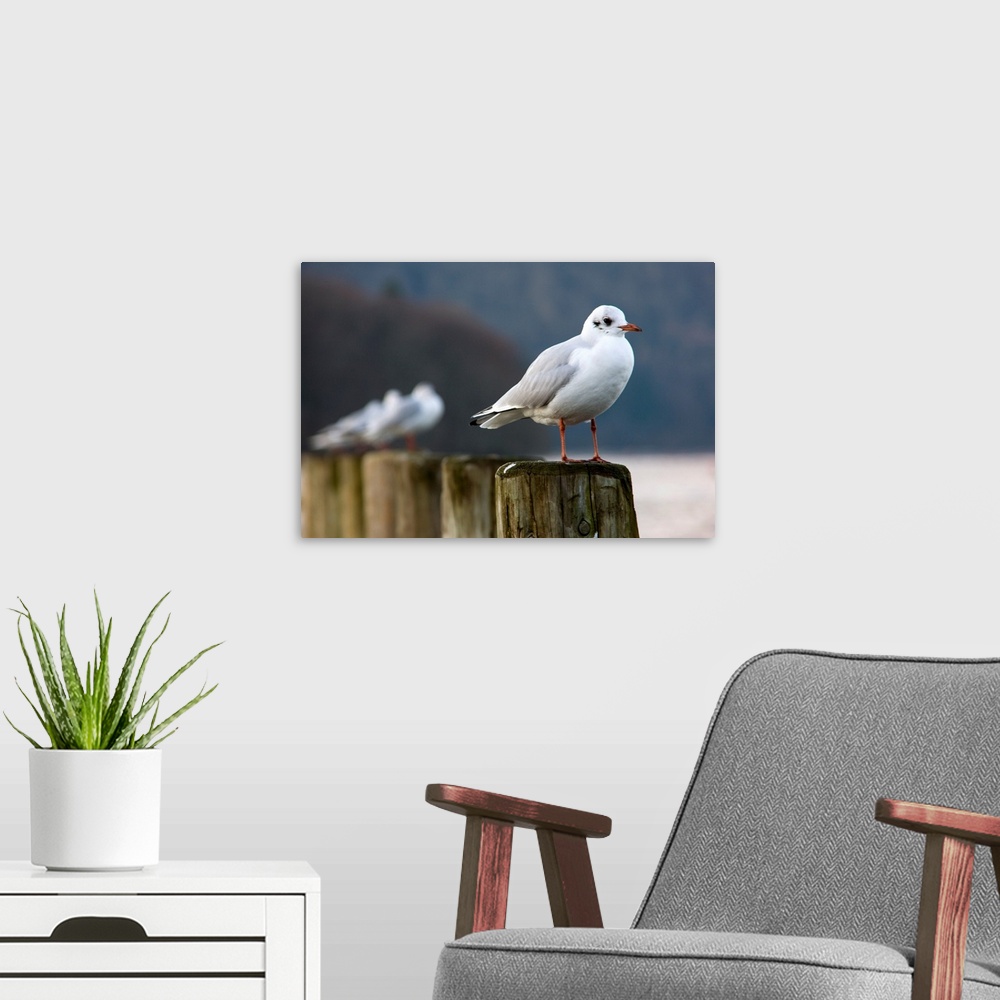 A modern room featuring Seagulls Sitting On Posts