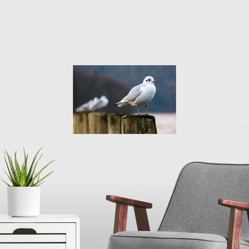 A modern room featuring Seagulls Sitting On Posts
