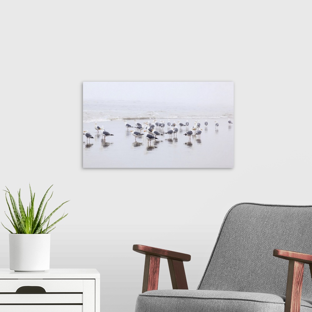 A modern room featuring Seagulls Standing On The Wet Beach In The Surf, Cannon Beach, Oregon