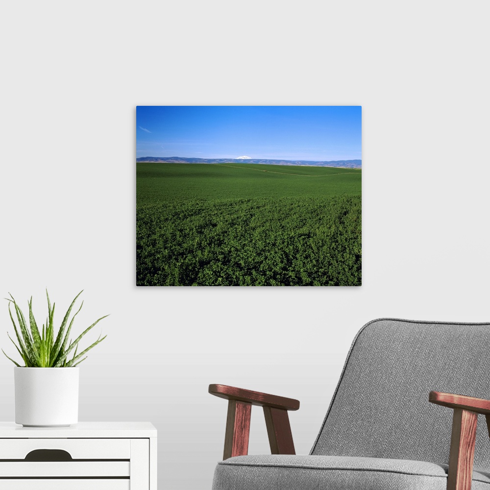 A modern room featuring Seed alfalfa field in mid-stage green growth with Cascade mountains in background