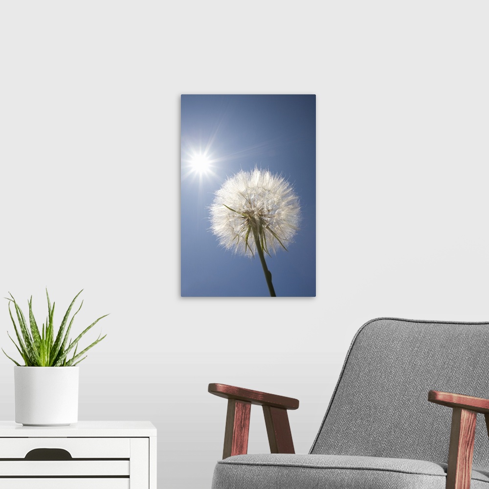 A modern room featuring Seeded Dandelion