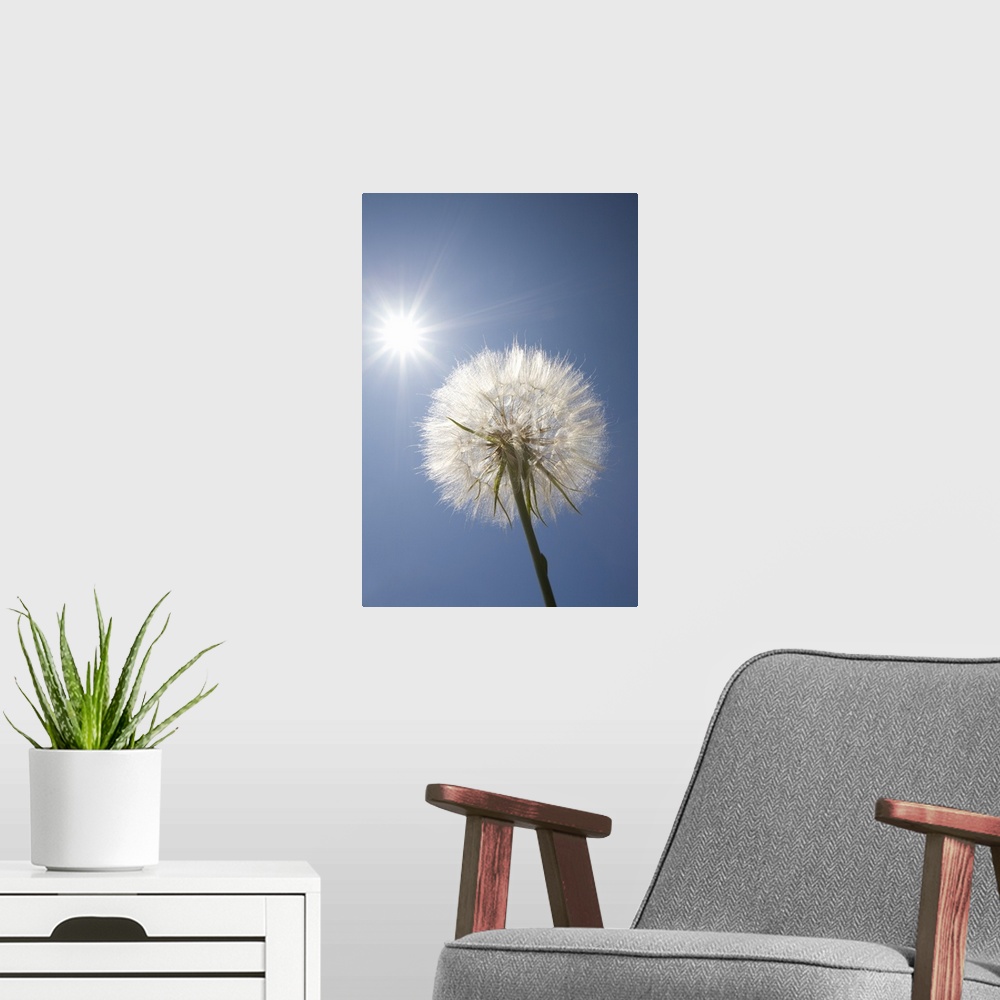 A modern room featuring Seeded Dandelion