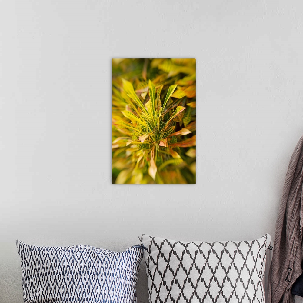 A bohemian room featuring Selective Focus On Yellow Croton Leaves