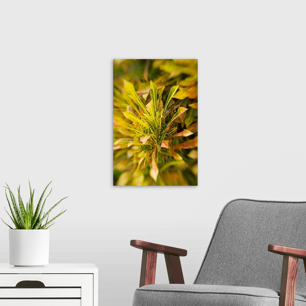 A modern room featuring Selective Focus On Yellow Croton Leaves