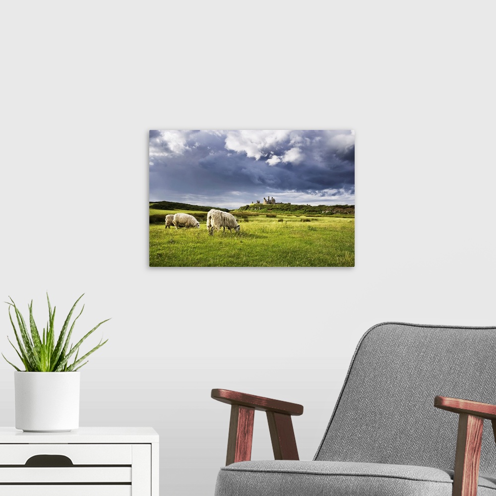 A modern room featuring Sheep and Dunstanburgh Castle, Northumberland, Northumbria, England, United Kingdom