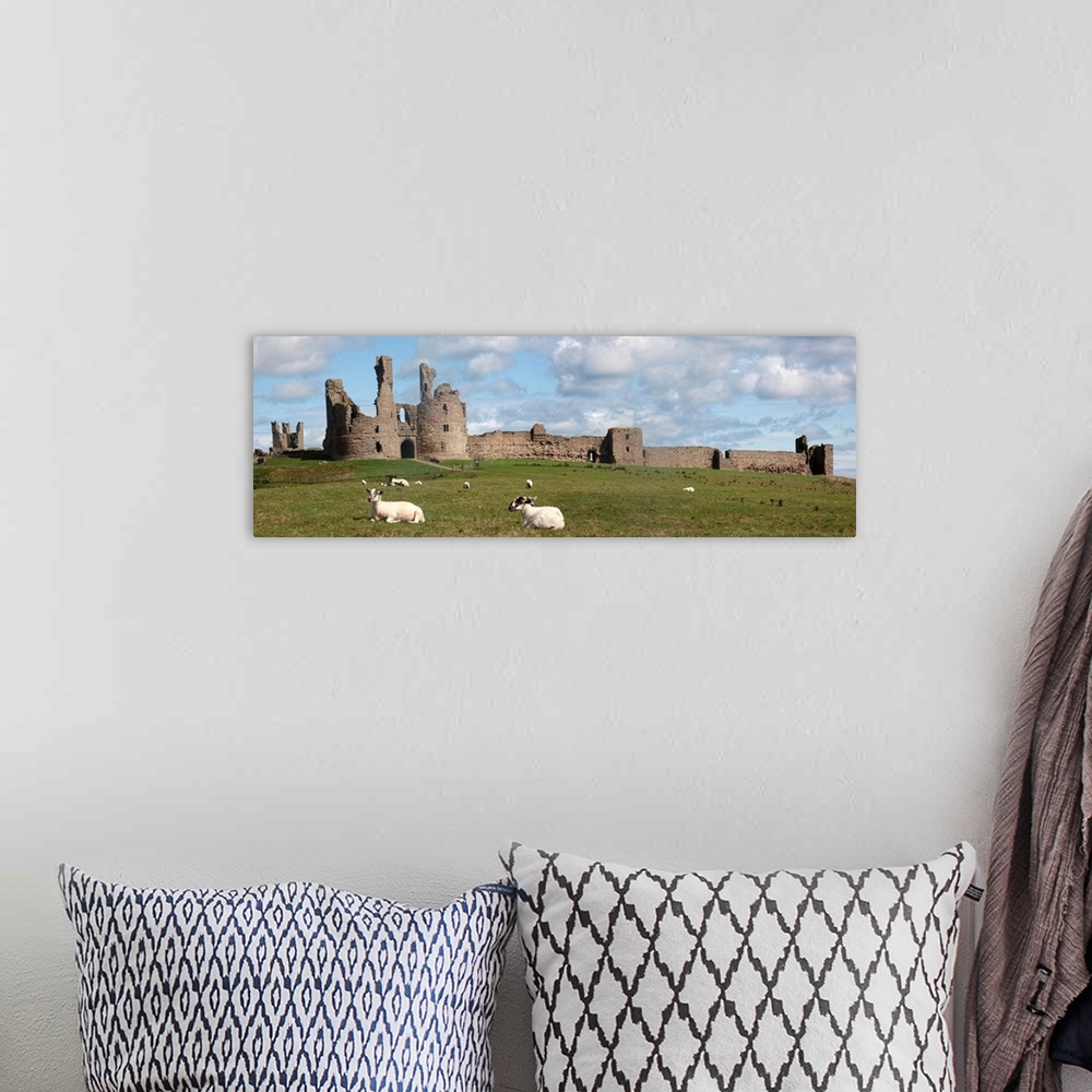 A bohemian room featuring Sheep at Dunstanburgh castle, Northumberland, England.
