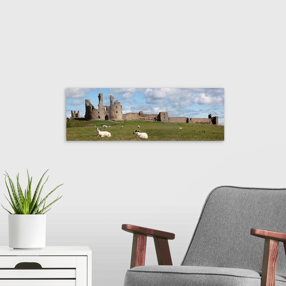 A modern room featuring Sheep at Dunstanburgh castle, Northumberland, England.