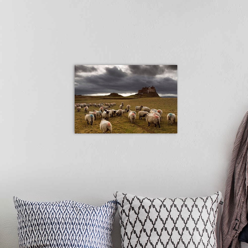 A bohemian room featuring Sheep Grazing By Lindisfarne Castle, Berwick-Upon-Tweed, Northumberland, England