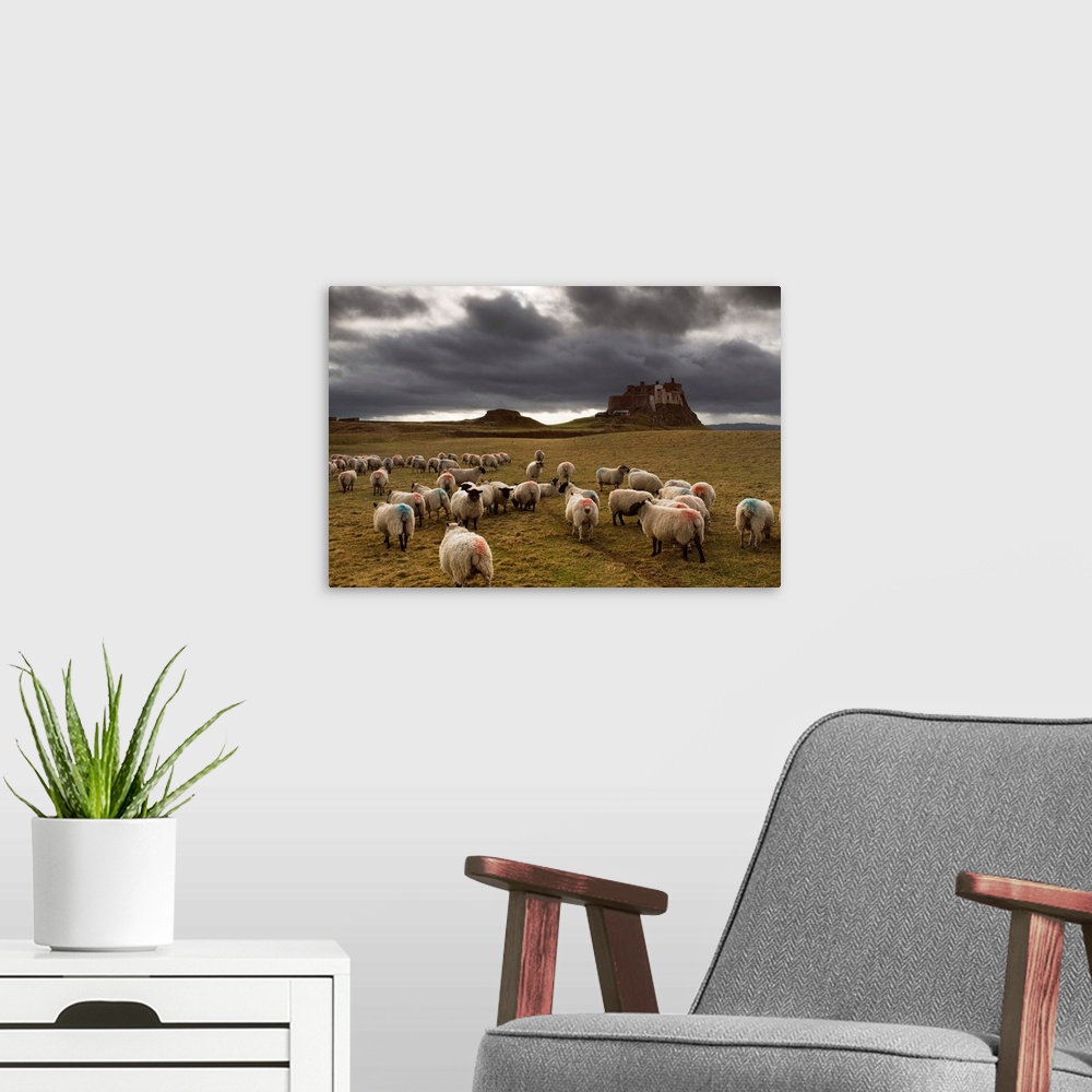 A modern room featuring Sheep Grazing By Lindisfarne Castle, Berwick-Upon-Tweed, Northumberland, England