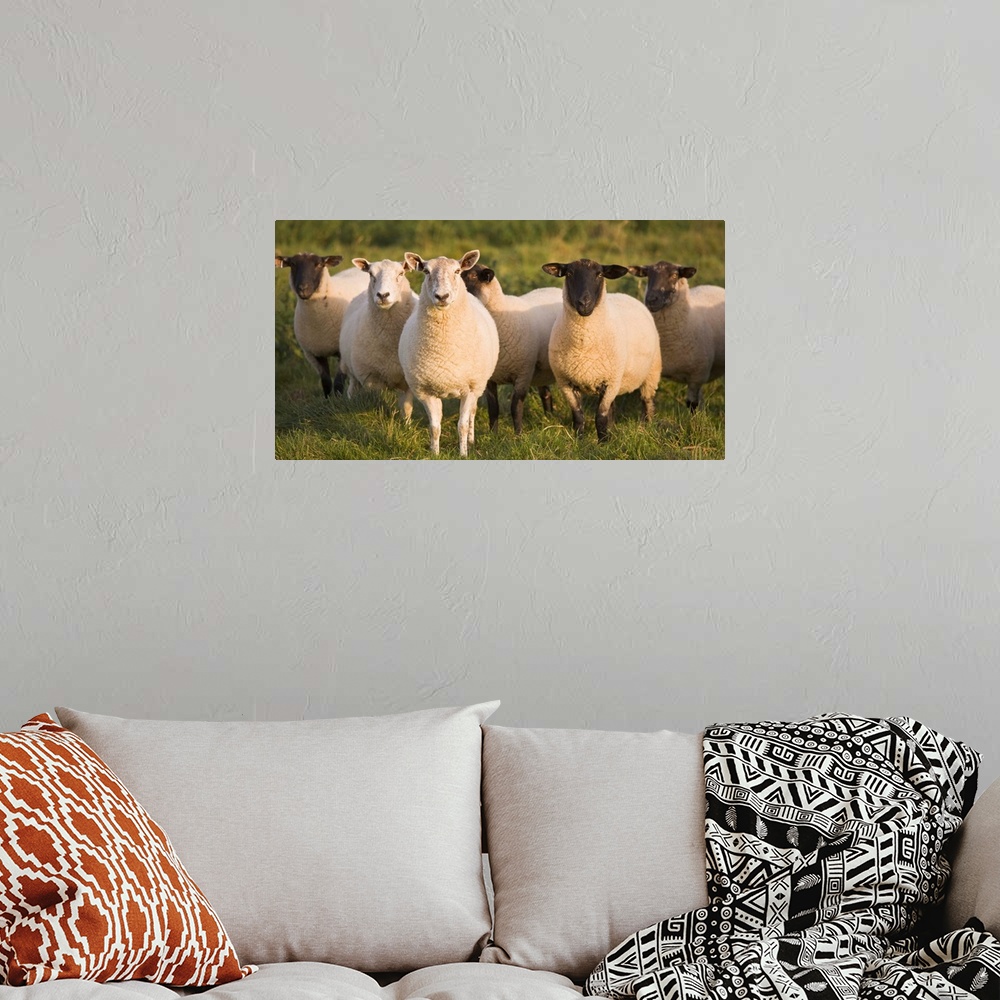 A bohemian room featuring Sheep In A Pasture; Yorkshire, England