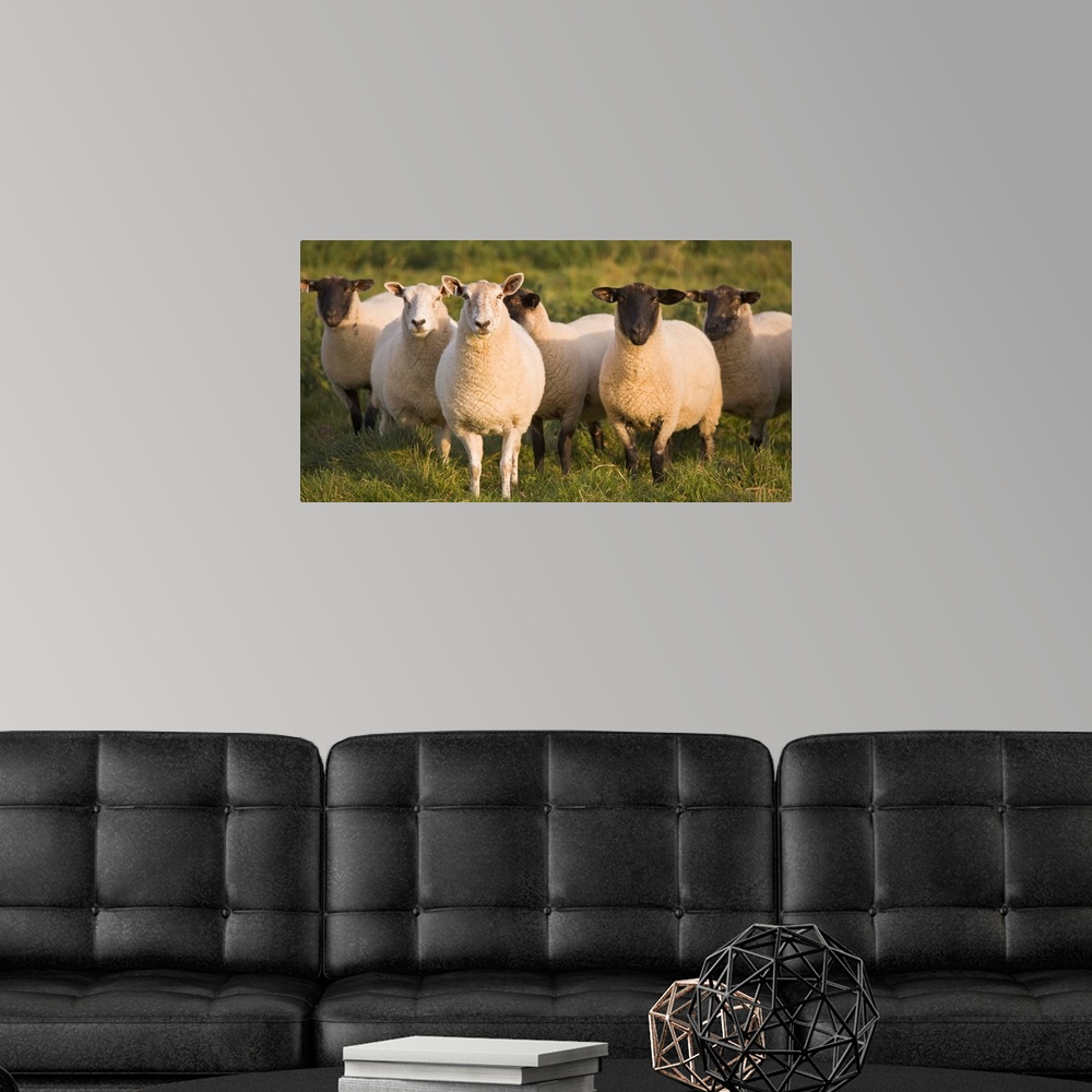 A modern room featuring Sheep In A Pasture; Yorkshire, England