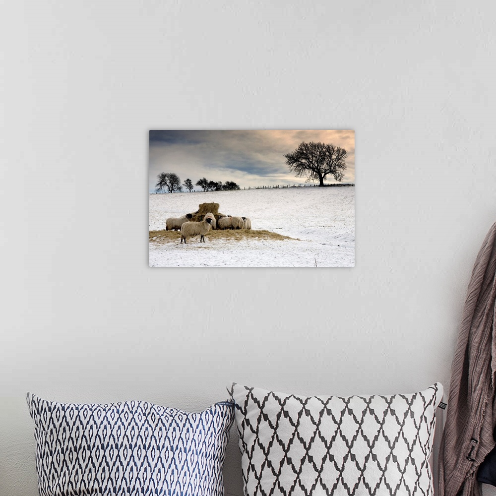 A bohemian room featuring Sheep In Field Of Snow, Northumberland, England
