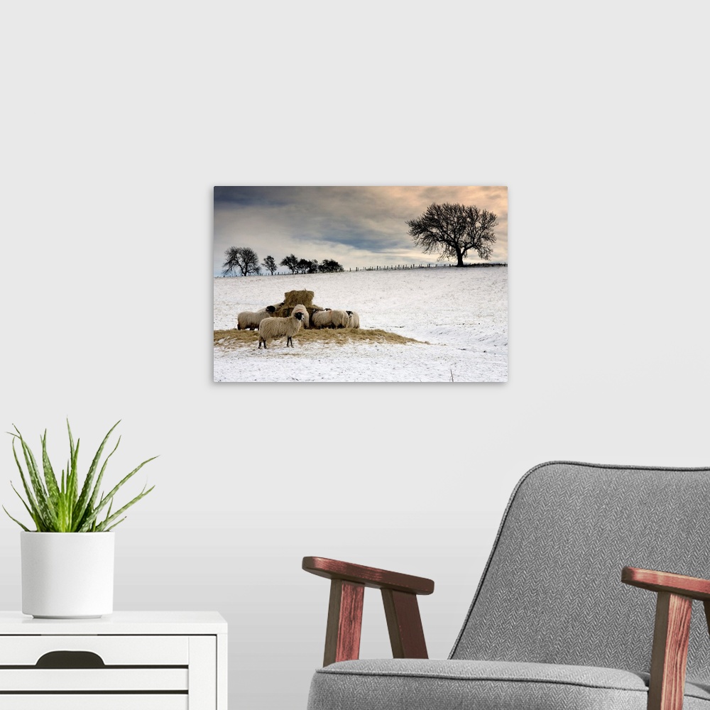 A modern room featuring Sheep In Field Of Snow, Northumberland, England