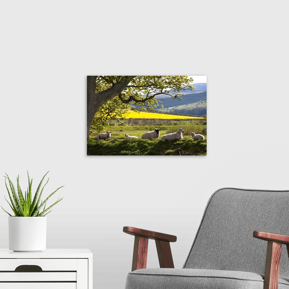 A modern room featuring Sheep Laying On The Grass Under A Tree, Northumberland, England