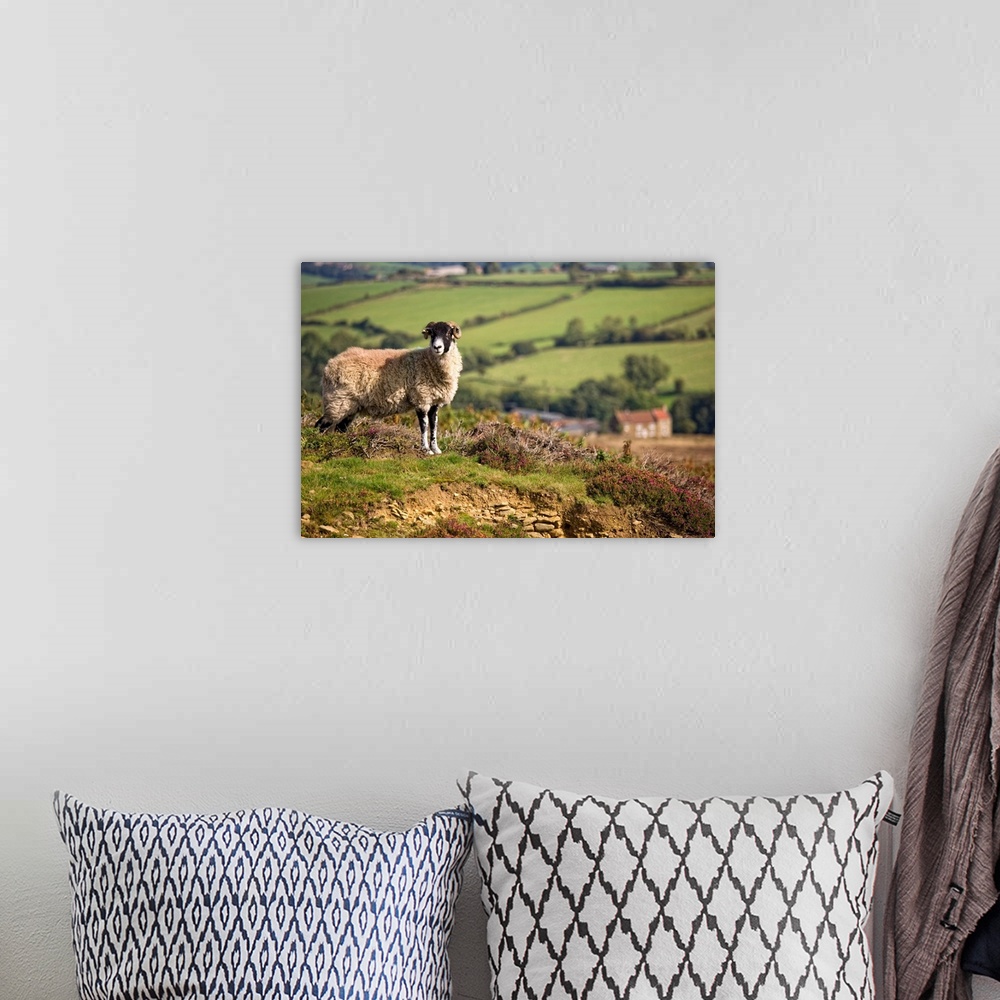 A bohemian room featuring Sheep, North Yorkshire, England.