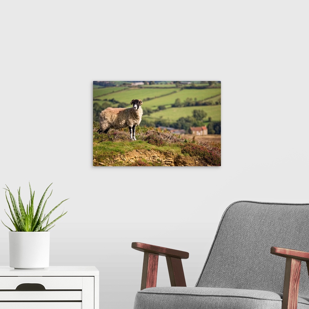 A modern room featuring Sheep, North Yorkshire, England.