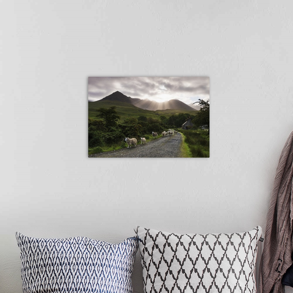 A bohemian room featuring Sheep walking along a road early in the morning with the rising sun behind the Black Cuillin Ridg...