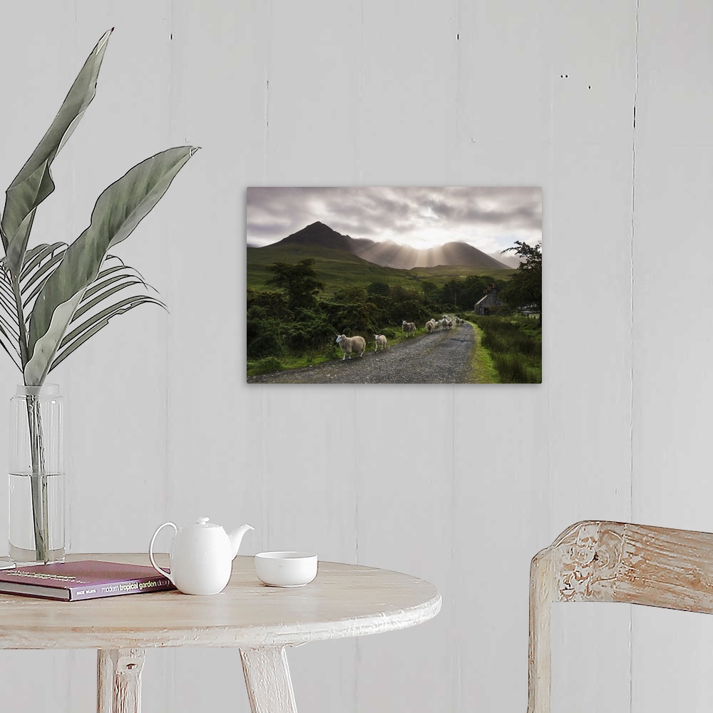 A farmhouse room featuring Sheep walking along a road early in the morning with the rising sun behind the Black Cuillin Ridg...