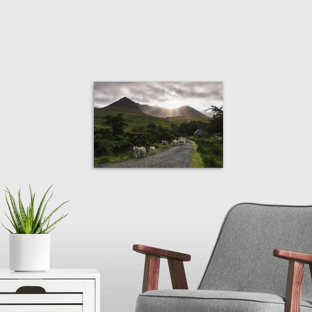 A modern room featuring Sheep walking along a road early in the morning with the rising sun behind the Black Cuillin Ridg...