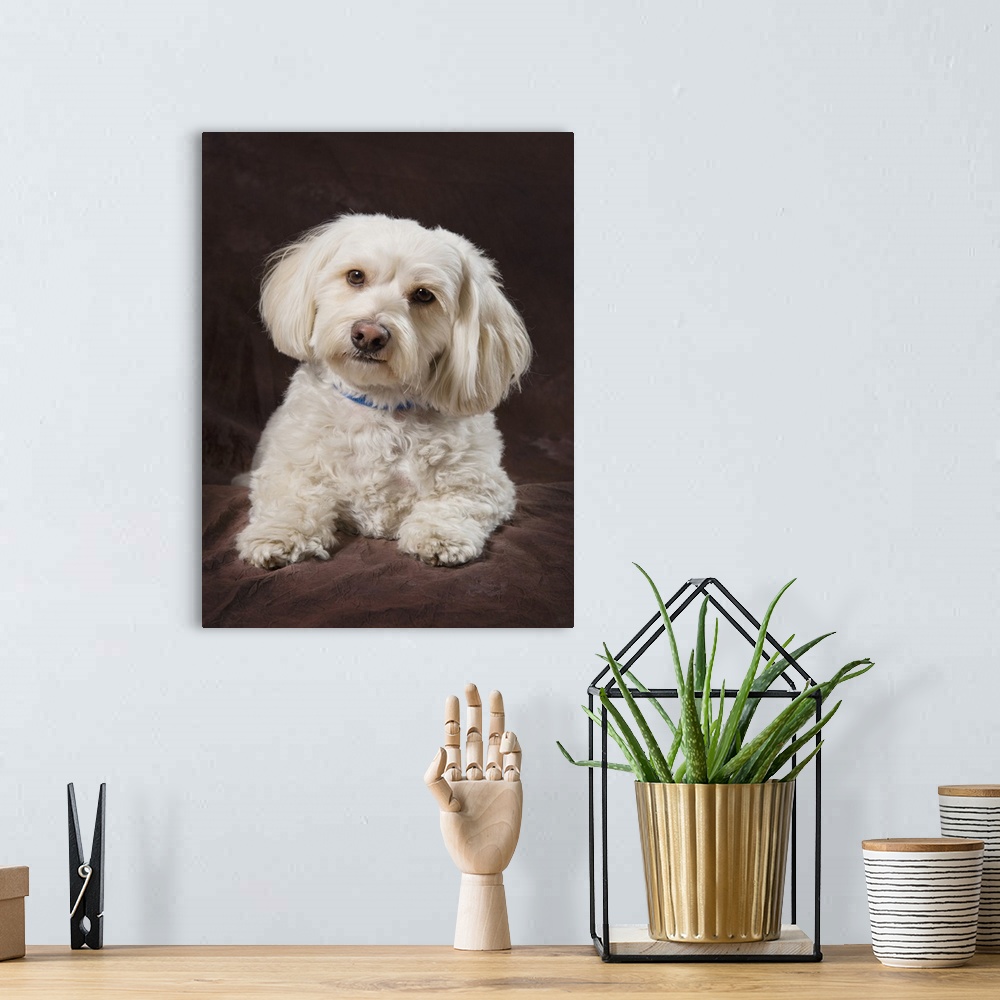 A bohemian room featuring Shih Tzu-Poodle On A Brown Muslin Backdrop