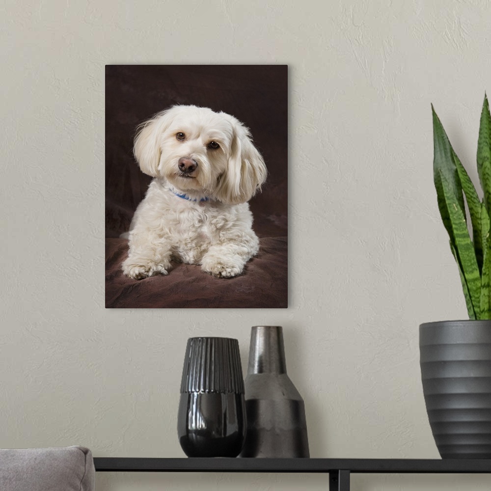 A modern room featuring Shih Tzu-Poodle On A Brown Muslin Backdrop
