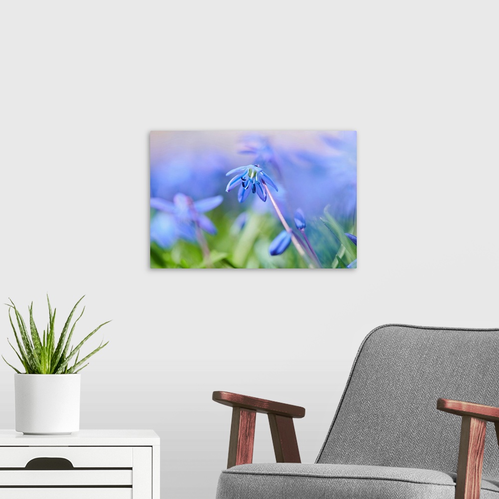 A modern room featuring Siberian squill or wood squill (Scilla siberica) blossoms, Bavaria, Germany