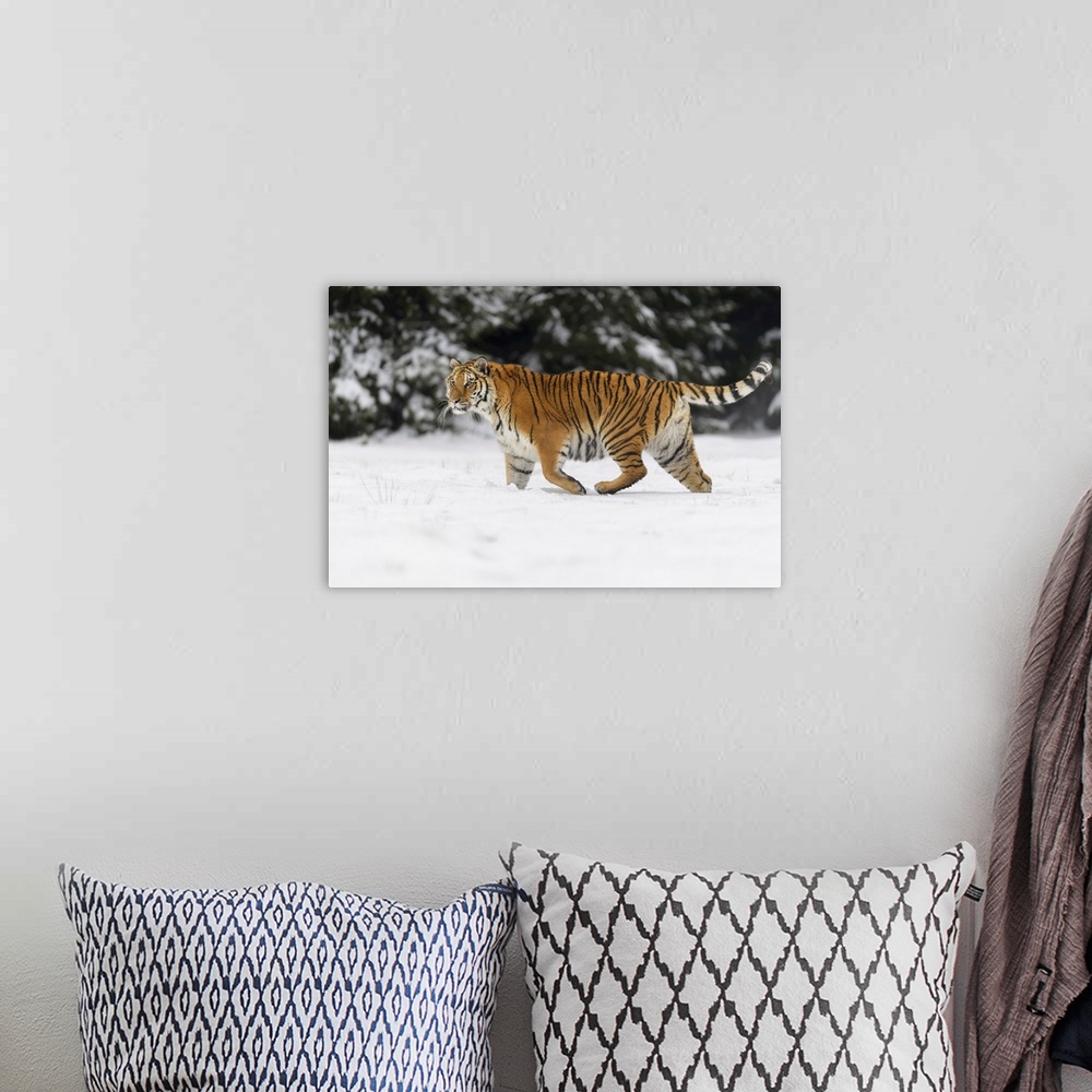 A bohemian room featuring Siberian Tiger In Winter, Czech Republic