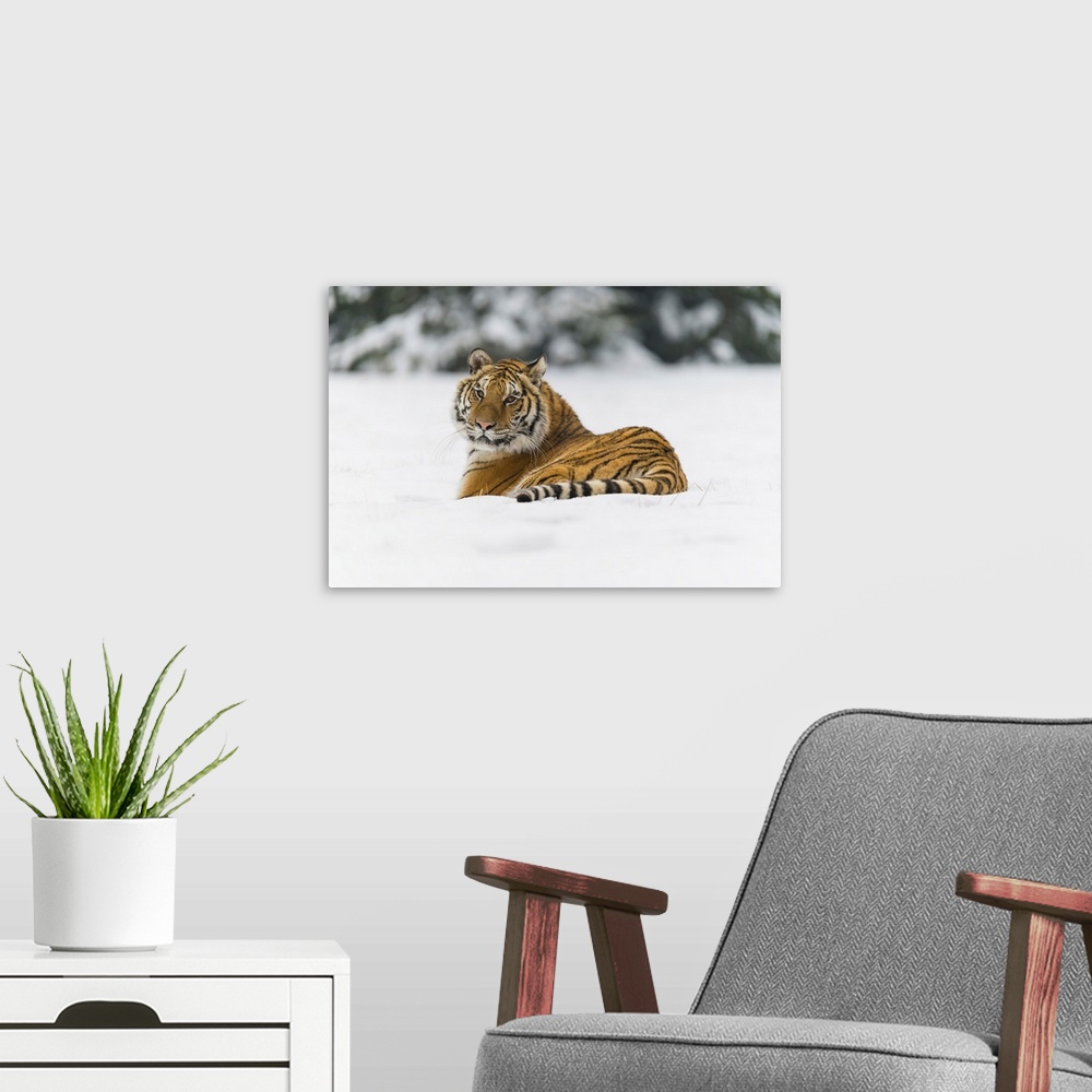 A modern room featuring Siberian Tiger Lying In Snow In Winter, Czech Republic