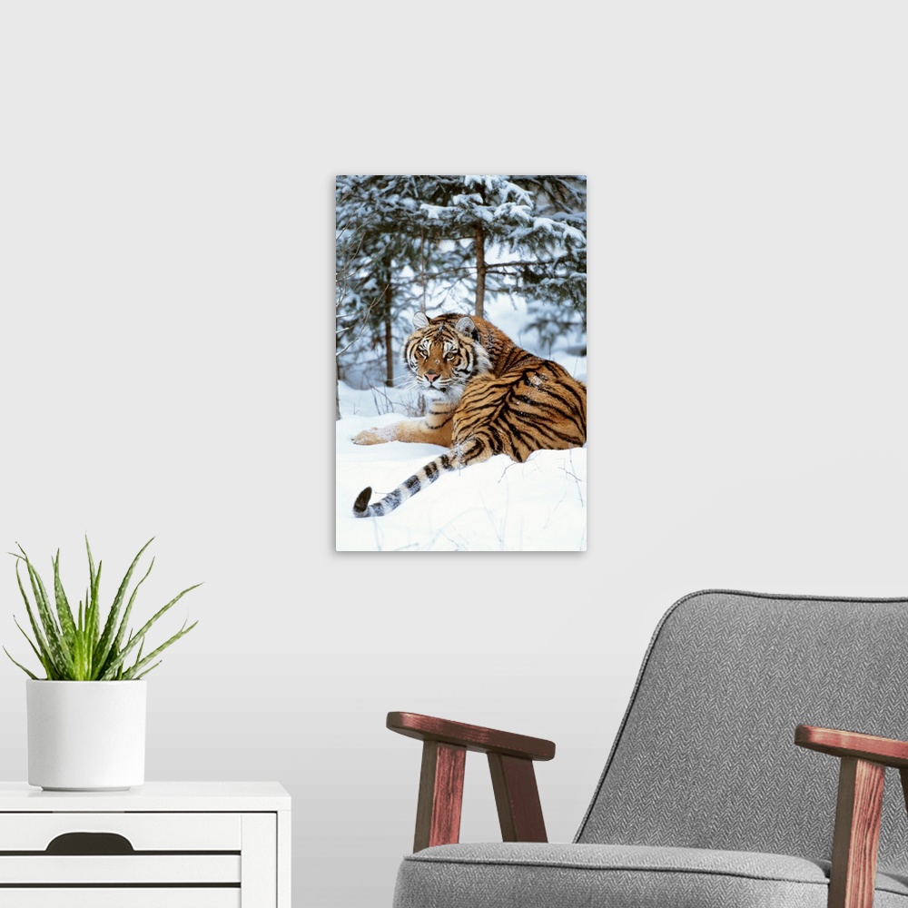 A modern room featuring Siberian Tiger Lying On Mound Of Snow In Forest