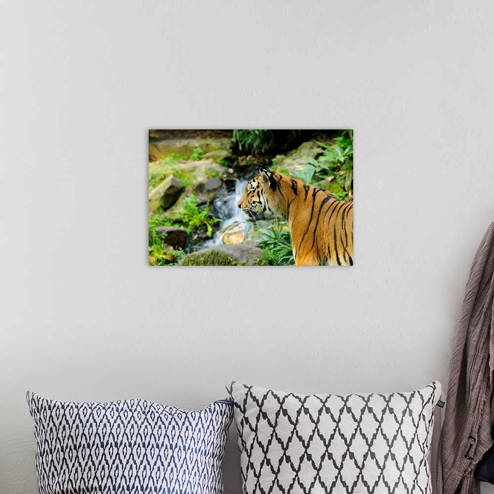 A bohemian room featuring Siberian Tiger (Panthera tigris altaica) near Waterfall