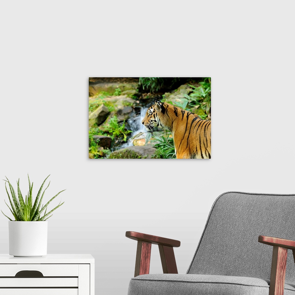 A modern room featuring Siberian Tiger (Panthera tigris altaica) near Waterfall