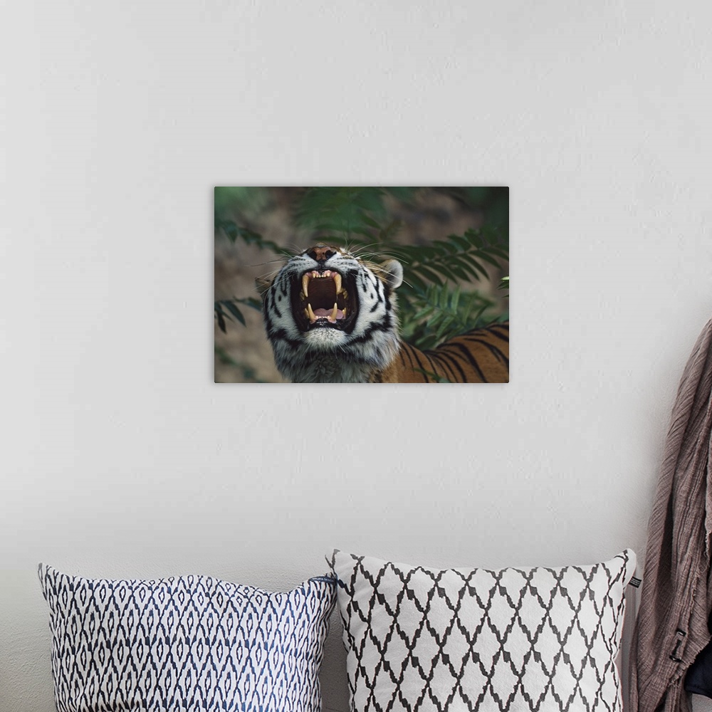 A bohemian room featuring Siberian Tiger (Panthera Tigris) Bares Fangs