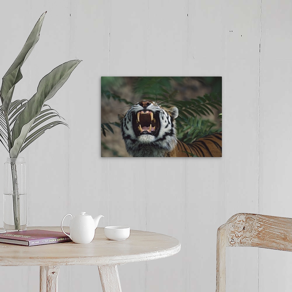 A farmhouse room featuring Siberian Tiger (Panthera Tigris) Bares Fangs