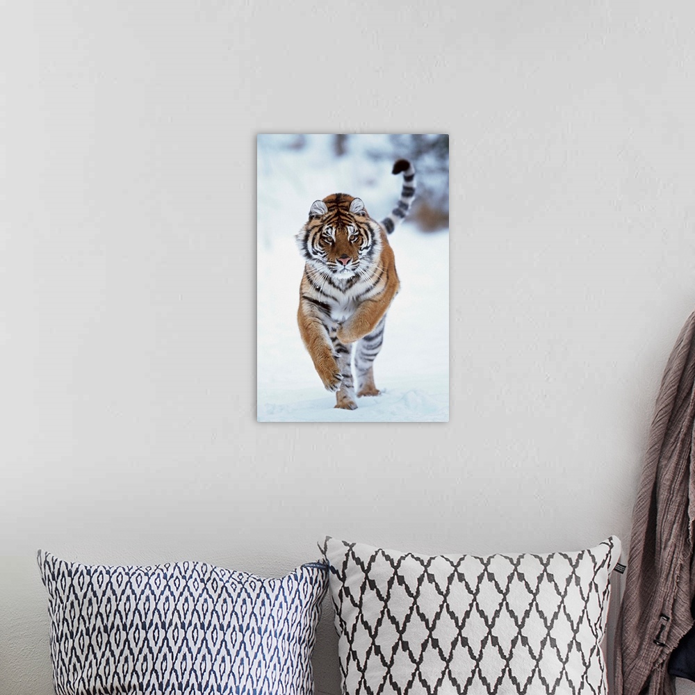 A bohemian room featuring Siberian Tiger Running In The Snow
