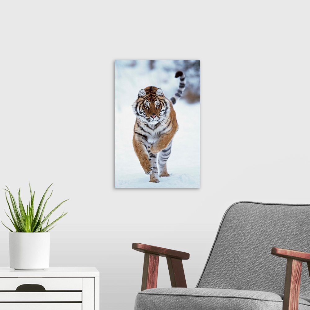 A modern room featuring Siberian Tiger Running In The Snow
