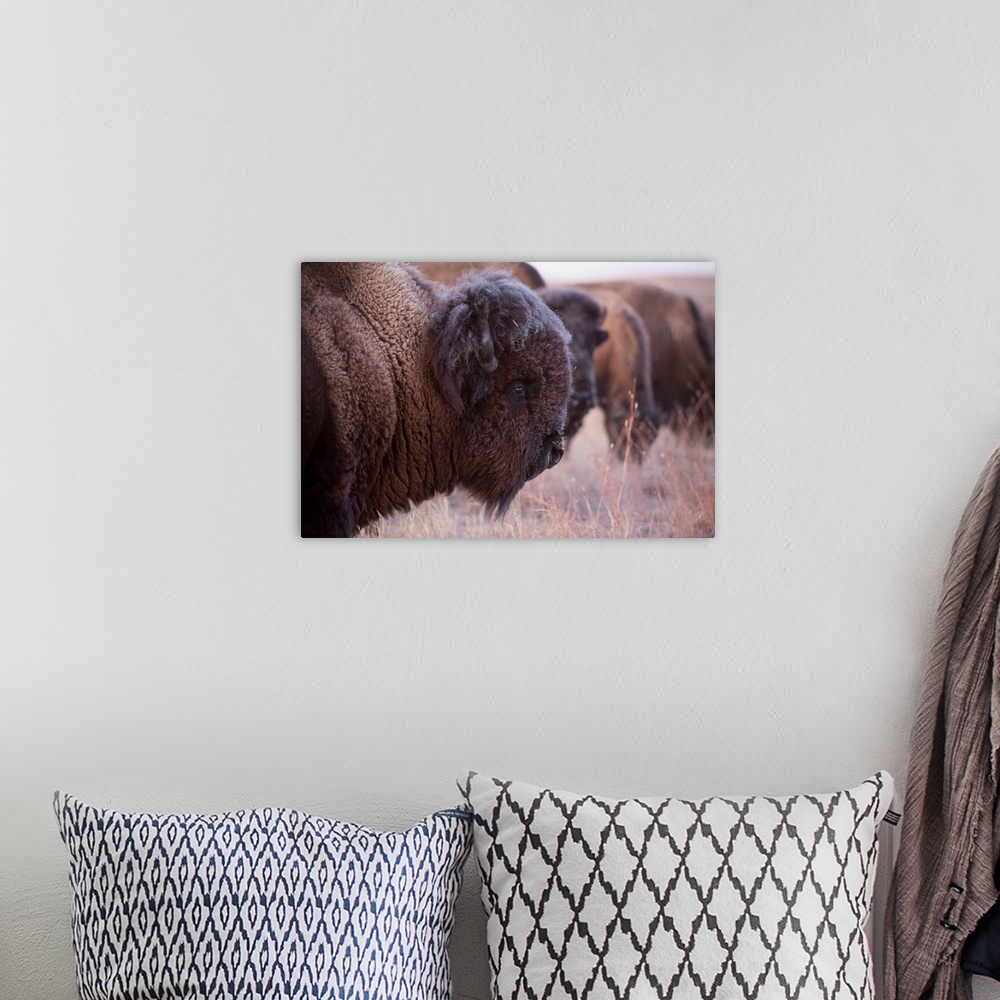 A bohemian room featuring Close-up of the side view of a bison head on a grazing on a field at a ranch near valentine, Nebr...