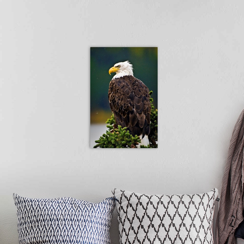 A bohemian room featuring Side View Of American Bald Eagle Perched On Evergreen Branch