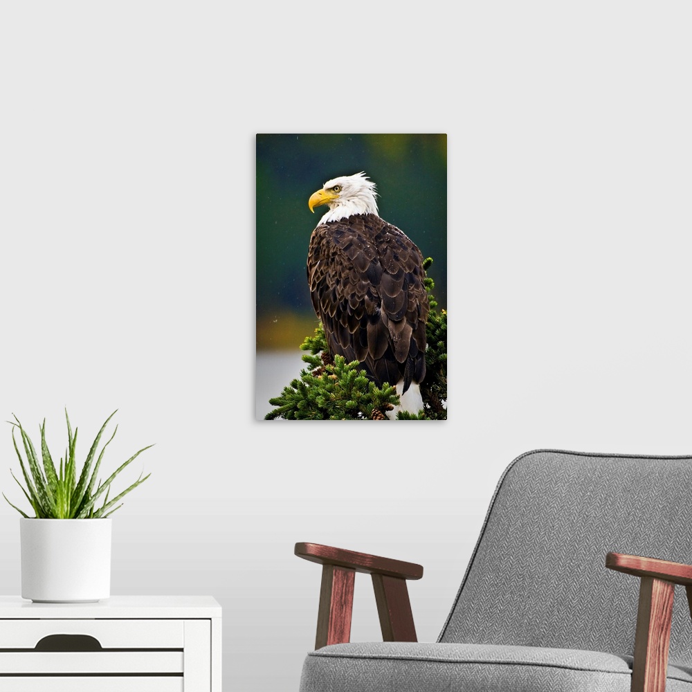 A modern room featuring Side View Of American Bald Eagle Perched On Evergreen Branch
