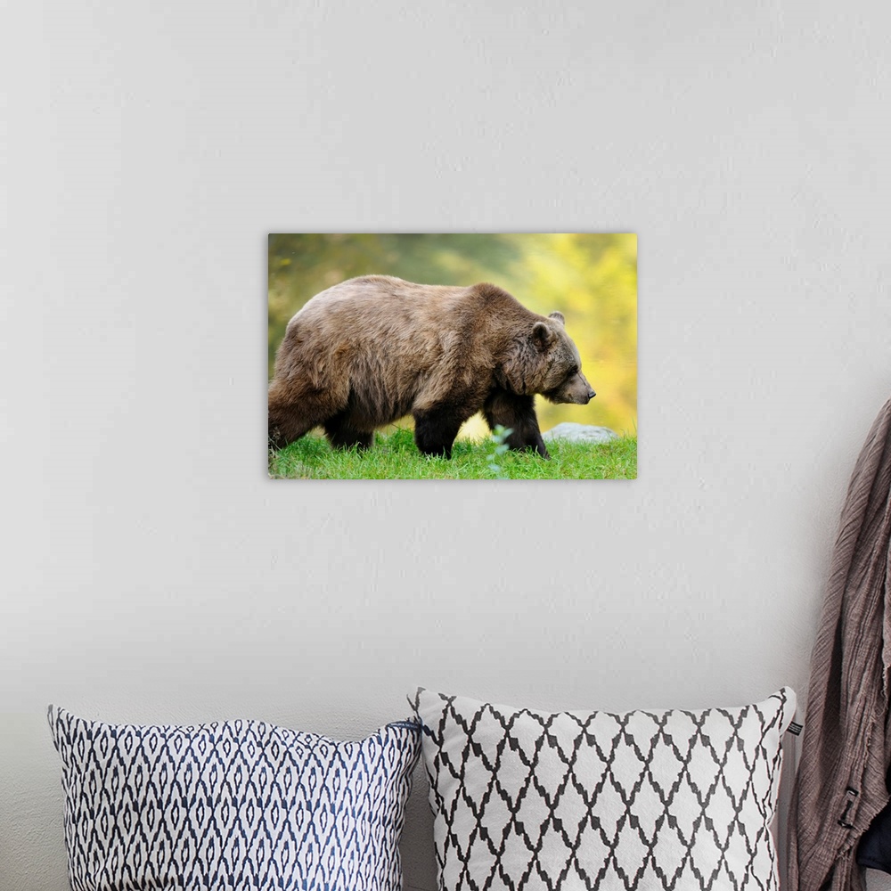 A bohemian room featuring Side View of European Brown Bear (Ursus arctos arctos) Walking, Bavarian Forest National Park, Ba...