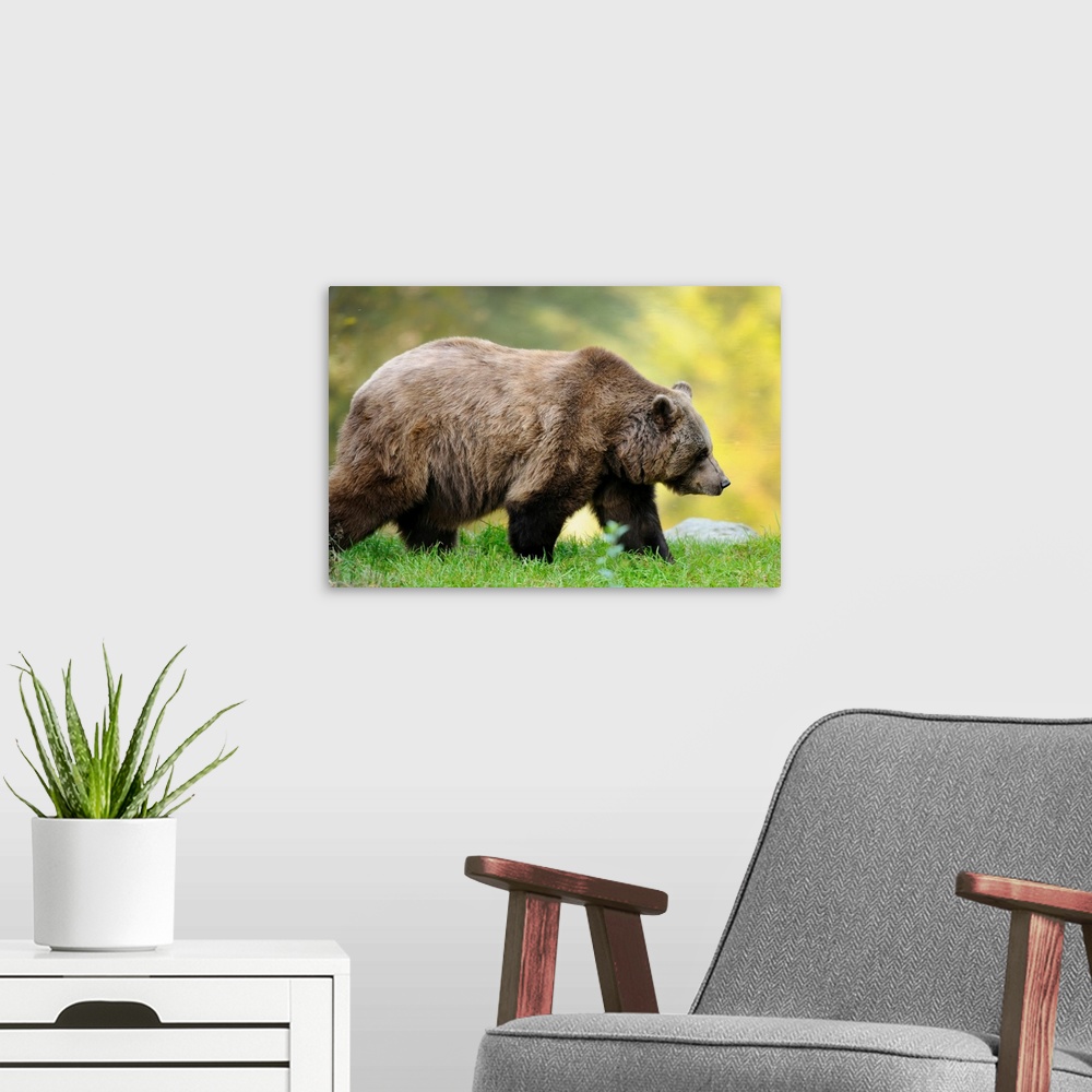 A modern room featuring Side View of European Brown Bear (Ursus arctos arctos) Walking, Bavarian Forest National Park, Ba...
