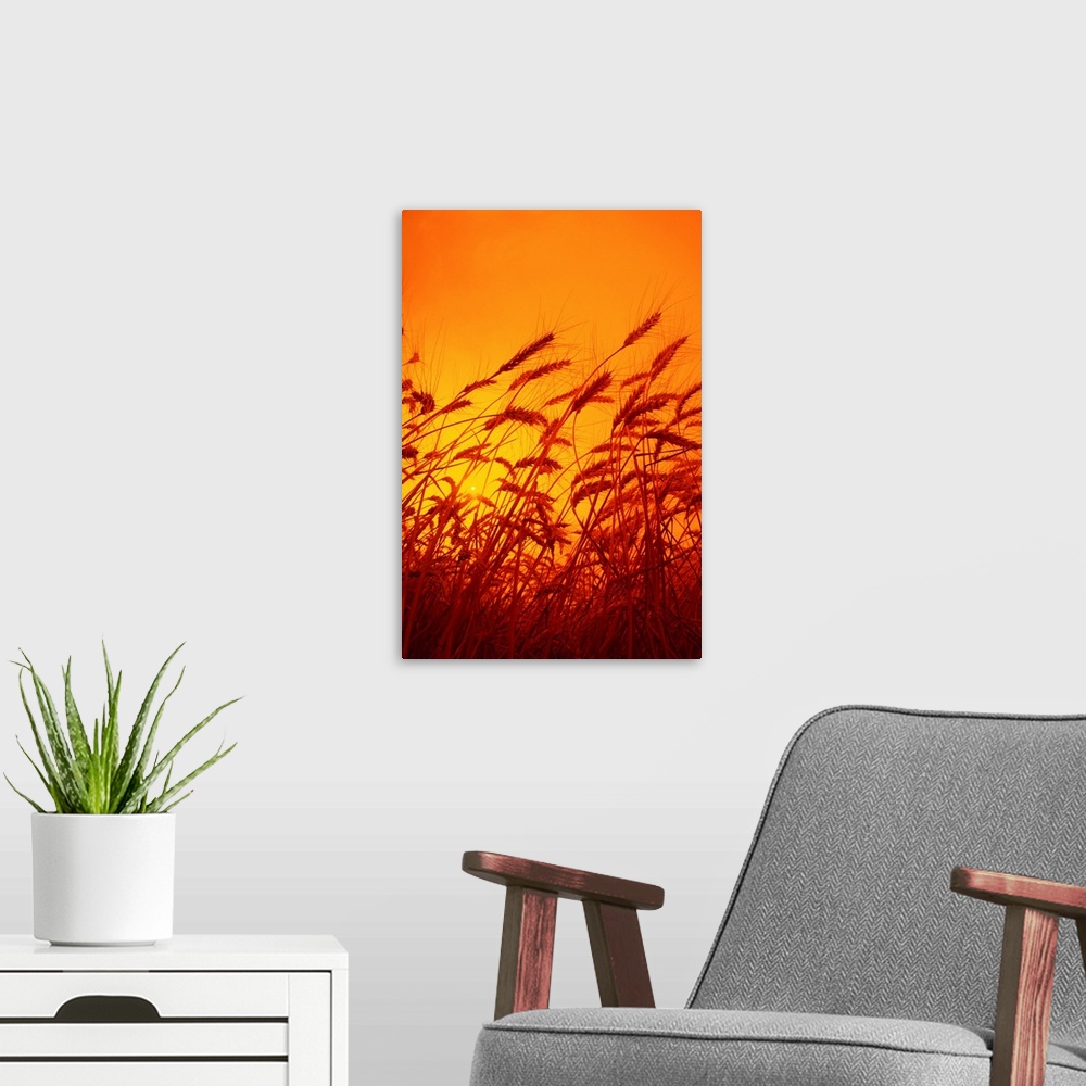 A modern room featuring Sideview of a stand of mature winter wheat, ready for harvest, at sunset