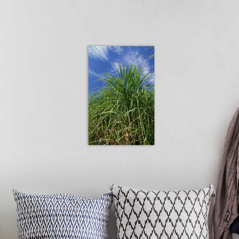 A bohemian room featuring Sideview of a stand of mid growth sugarcane, Louisiana