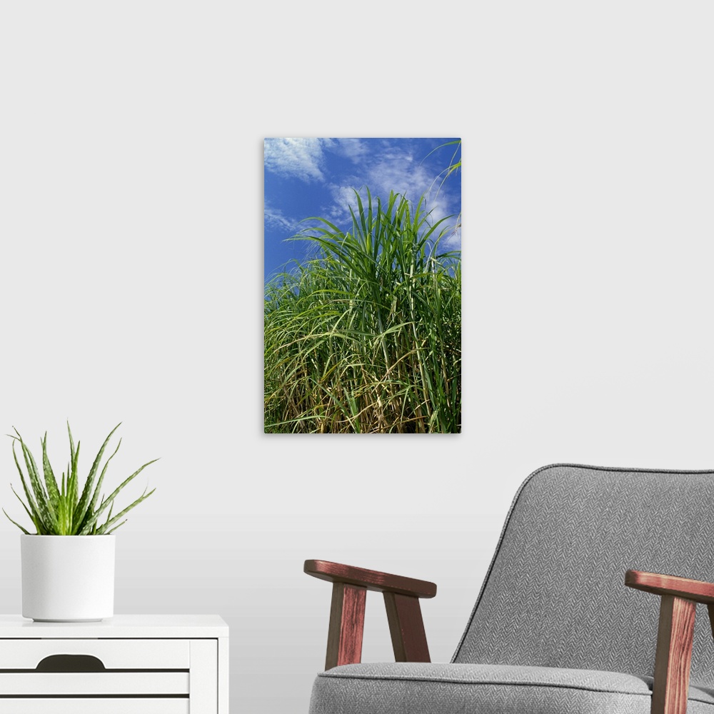 A modern room featuring Sideview of a stand of mid growth sugarcane, Louisiana