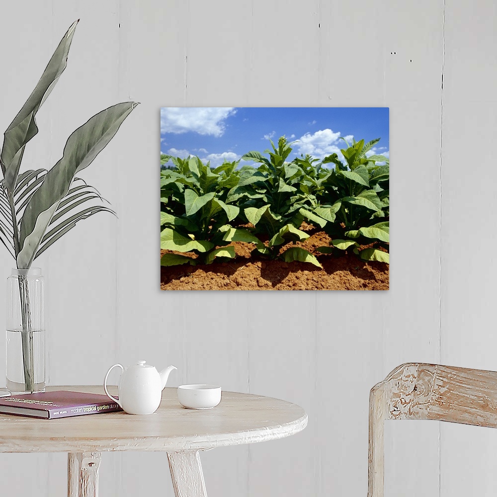 A farmhouse room featuring Sideview of mid growth Flue Cured tobacco plants, Tennessee