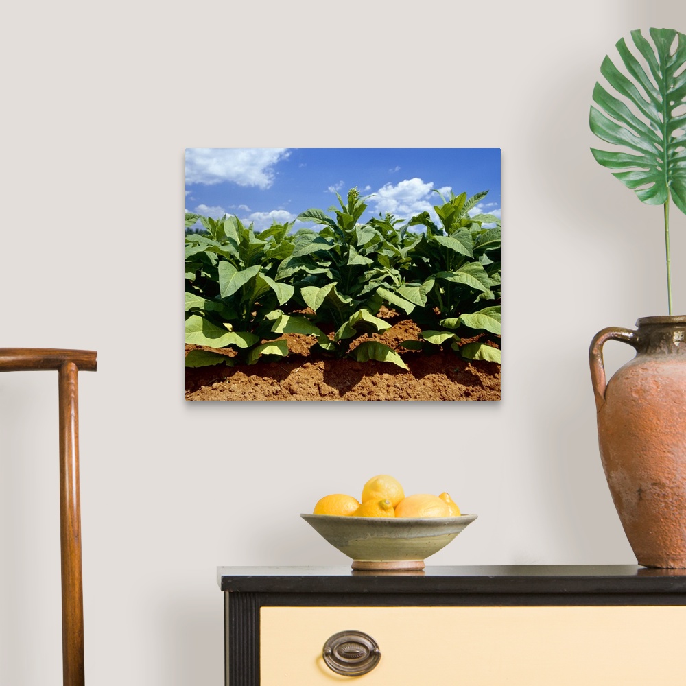 A traditional room featuring Sideview of mid growth Flue Cured tobacco plants, Tennessee