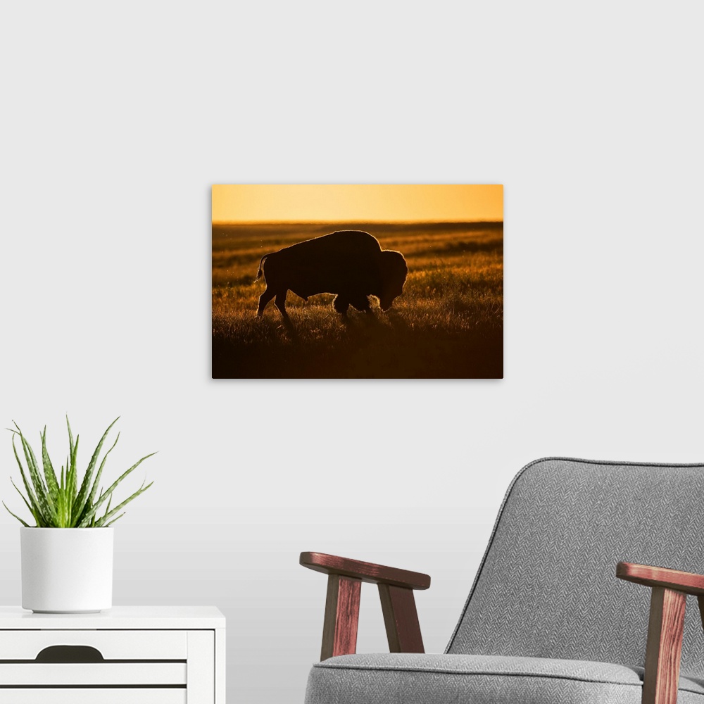 A modern room featuring Silhouette of a bison at sunset, Grasslands National Park, Saskatchewan, Canada