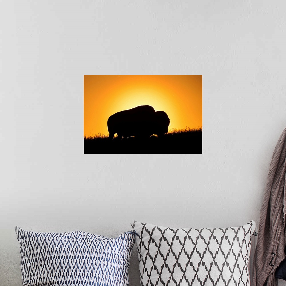 A bohemian room featuring Silhouette of a bison at sunset, Grasslands National Park, Saskatchewan, Canada