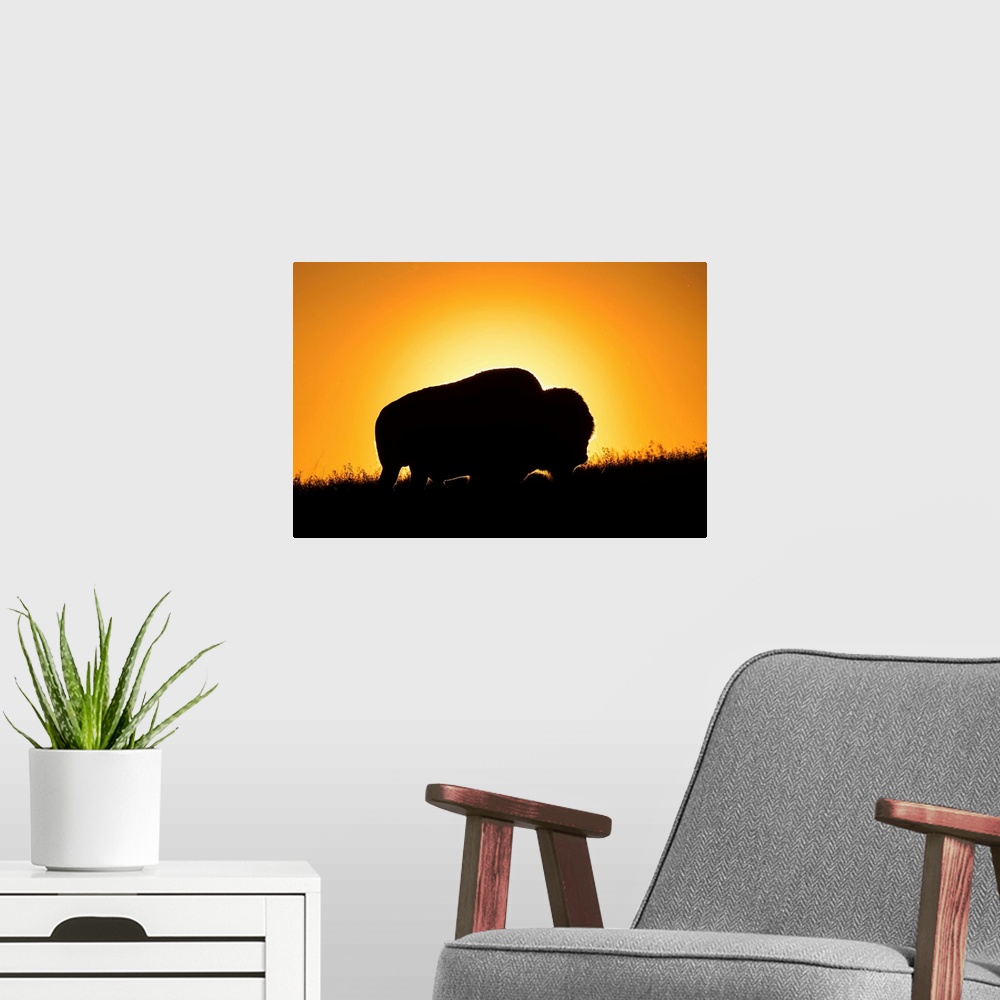 A modern room featuring Silhouette of a bison at sunset, Grasslands National Park, Saskatchewan, Canada