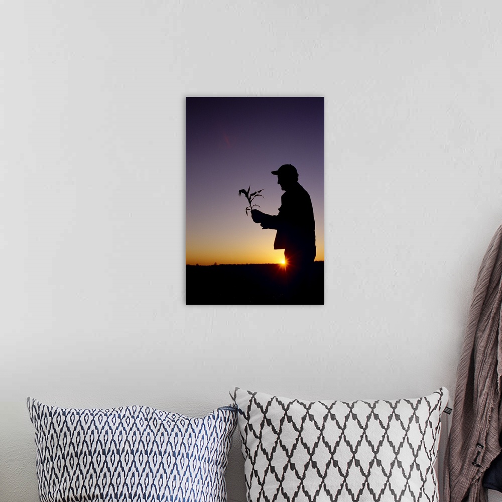 A bohemian room featuring Silhouette of a farmer examining an early growth corn plant at sunrise
